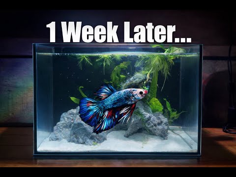 1 Week Later… My Betta’s First Week in a Planted Nano Tank
