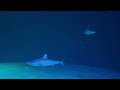 ANIMAL KINGDOM AT SHARK REEF AQUARIUM MANDALAY BAY LAS VEGAS 09182021