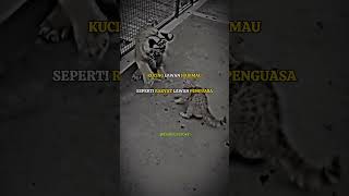 Download lagu Jangan kendorkan serangan🔥story whatsAp keren #storywa #motivation #animals #quotes #shorts #viral mp3