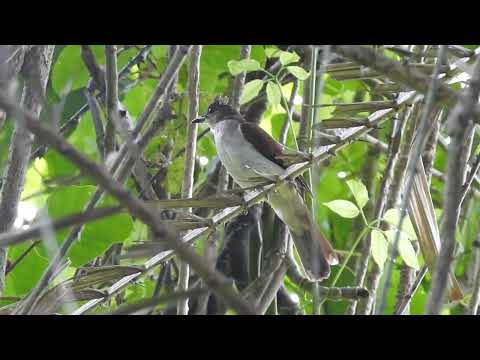 Bulbul vlnený (Pycnonotus eutilotus) — spev a hlas v prírode