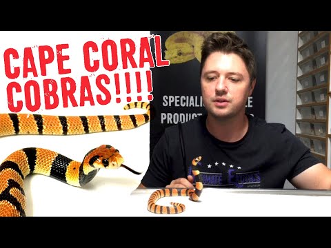 download lagu mp3 mp4 Coral Cobra, download lagu Coral Cobra gratis, unduh video klip Coral Cobra
