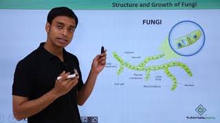 Fungi - Structure and growth