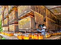 Bagaimana Peternakan Lebah Biggets Memelihara Miliaran Lebah Dan Mengolah Jutaan Ton Madu Madu