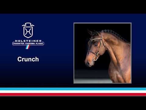 Die Verbandshengste 2020 - Crunch v. Clarimo-Canturo