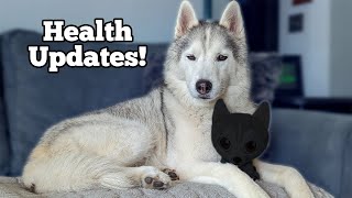 My Dogs Have a Surprise to Share! AND Health Updates!