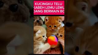 Download lagu KUCING MENGGEMASKAN BERMAIN BOLA!! LAGU ANAK VIRAL KUCINGKU TELU KABEH LEMU LEMU mp3