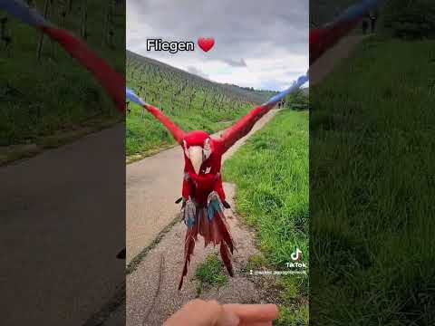 #shorts #papagei #papageien #parrot #happy #outdoor #freeflightparrot #freeflight