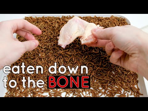 10000 Mealworms Eating Styrofoam & Chicken Wings To The Bone - Compilation