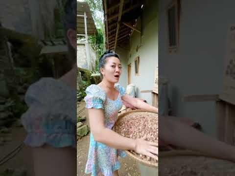 Susi Ngapak Panen Kapolaga di Kampung