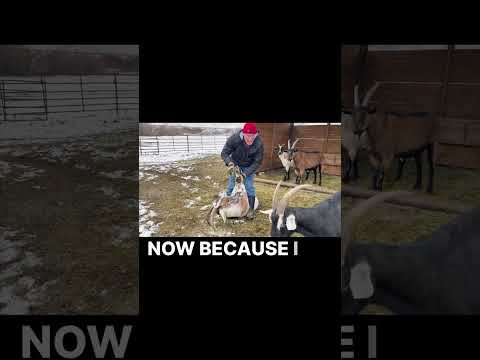 When a Friendly Wether Challenges Leadership 🐐❄️