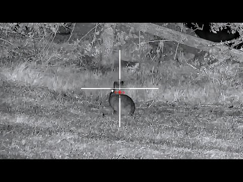 RABBIT HUNTING with the FX IMPACT