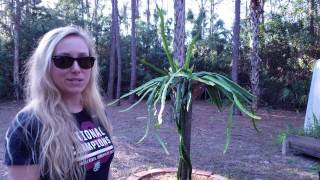 How to grow Dragon Fruit in SWFL ( part 15 )