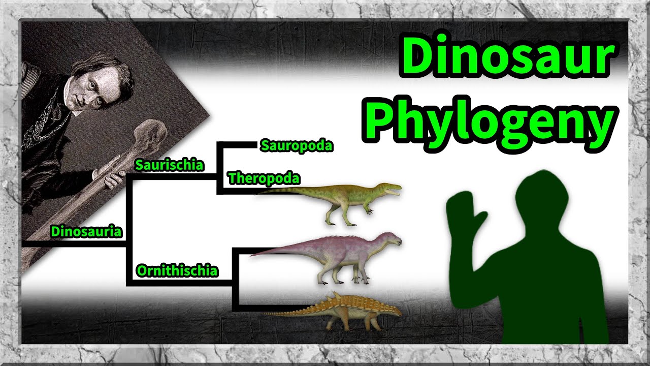 Dinosaur Phylogeny