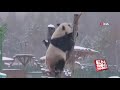 Pandaların Kar Keyfi