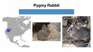 Rabbits and Hares: How to Identify the Lagomorphs of North America