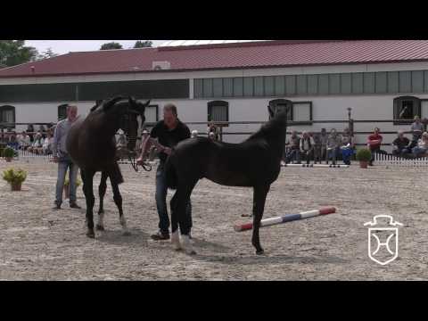 OH027 Hengstfohlen von Casall - Acobat II - Cantus