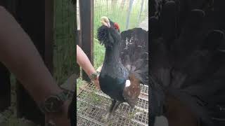 Impressive capercaillie bubbling and popping!