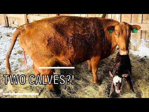 Snowstorm Calving and a Surprise in the Shed