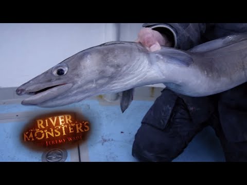 Catching A Lively Conger Eel In Southern England | EEL | River Monsters