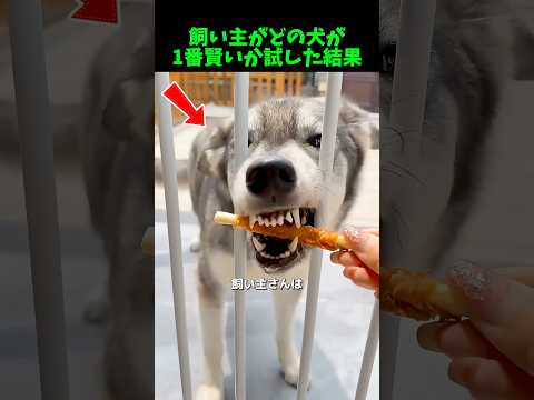 それぞれの犬の思考がこんなに違うのは興味深い