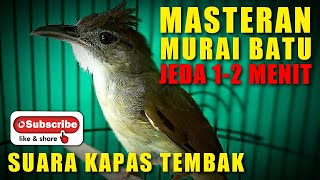 Download lagu MASTERAN MURAI BATU 🔴 suara KAPAS TEMBAK berjeda 1-2 menit. mp3