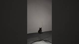 What could have scared him? 🤔❓🐈, Venice, Italy - October 26th, 2022 ‎@italy4suitcasesandacat 