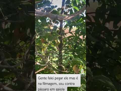 Filhote de Corrupião em Laranjal-MG #passaros #nature #minasgerais #animals