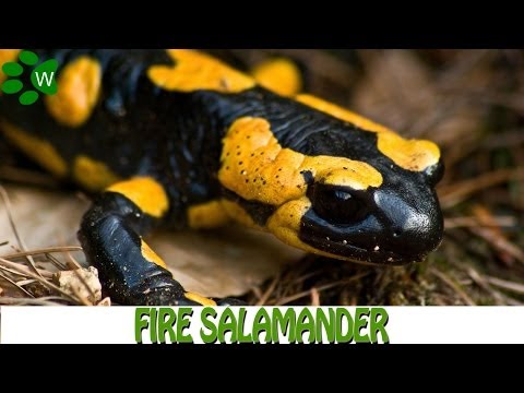 Crawling from the Flames - Fire Salamander