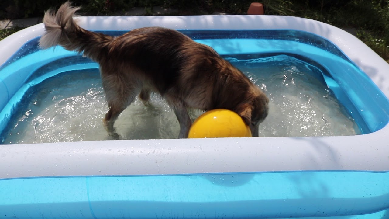 Hundepool, 30 Grad und totzdem spielen ? Ja das geht ! :) | Hundekoch Profi