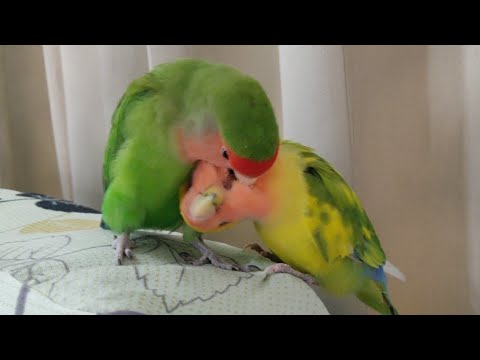 Rio & Alex Cute Lovebirds Loving Each Other | Love Birds Cute Activity | burung lovebird parakeet