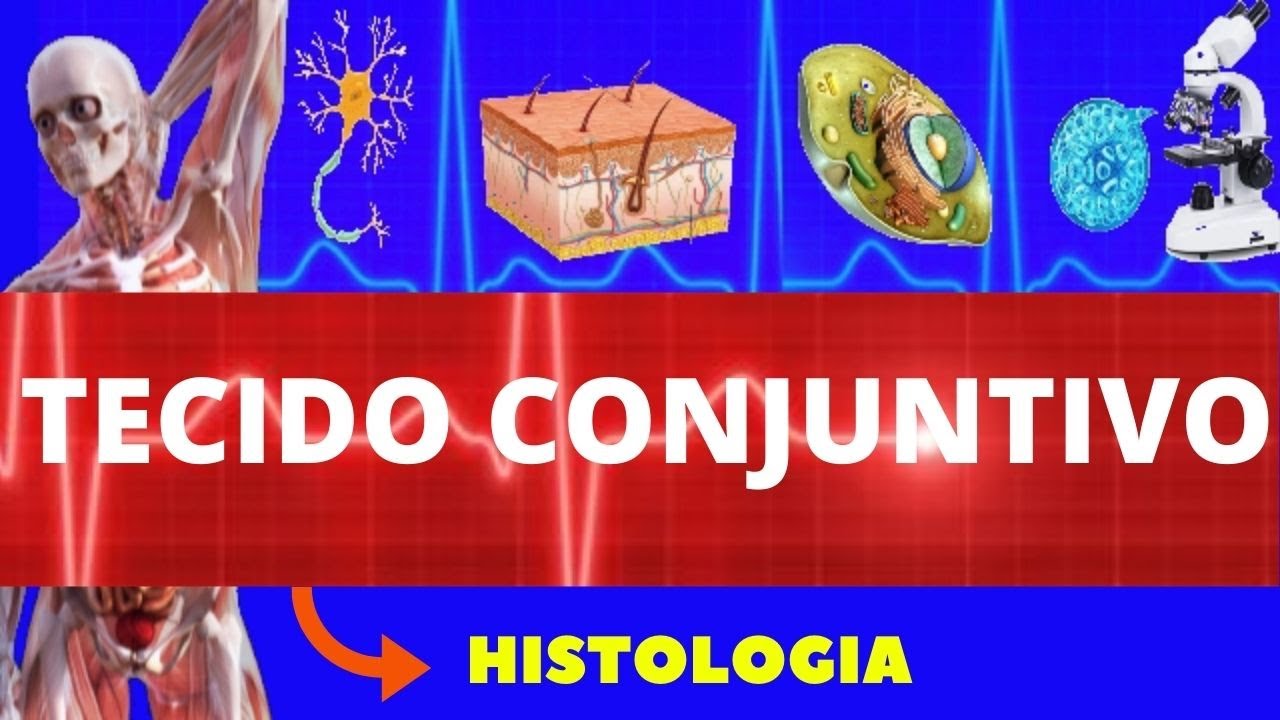 TECIDO CONJUNTIVO - HISTOLOGIA (ENSINO SUPERIOR) - ESTRUTURA, CARACTERÍSTICAS E COMPOSIÇÃO