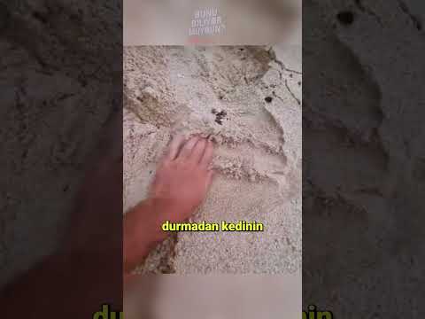 Kedi Kum Banyosuna Bayıldı! 😺🏖️