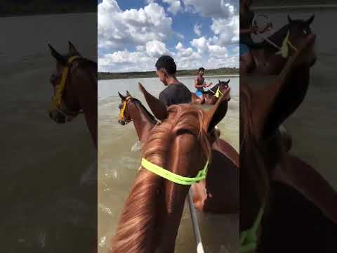 Lavando os cavalos na lagoa na vaquejada de São João da lagoa #youtubeshorts #viraliza #roça