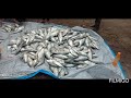 Hilsa Fish Narmada Gujarat