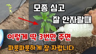 고추가지토마토등 모종심고 잘 안자랄때 이렇게 딱3번만 줘보세요 파릇파릇하게 잘 자랍니다 쌀뜨물을 발해효 물비…