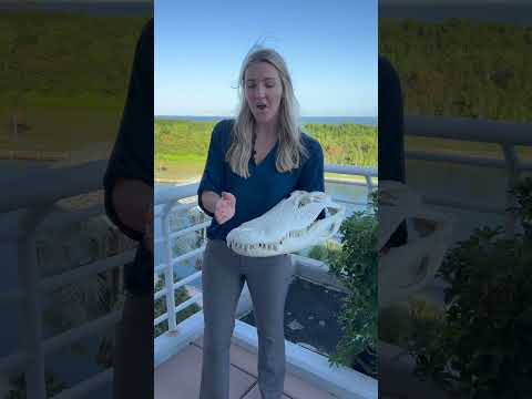 Alligators Vs. Crocodiles