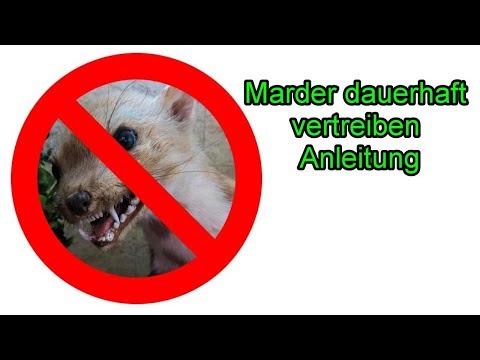 Marder dauerhaft vertreiben – Marder im  Dachboden / Haus / Garten / Auto loswerden - Anleitung