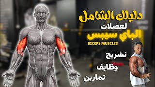 دليلك الشامل لعضلات الباي سيبس | Biceps, Brachialis and Coracobrachialis Muscles👌✨
