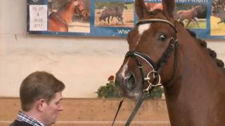 Video koně Sapperlot