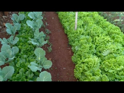 COMO TER UMA HORTA BONITA, HORTA LUCRATIVA