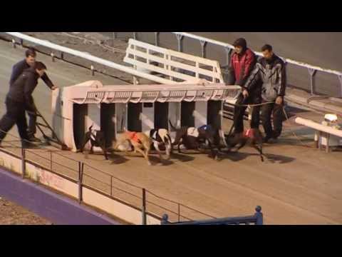 Ballymac Swift Track Record 859m 53.71