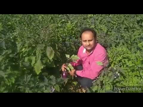 VNR बैगन Brinjal (moktamoti)