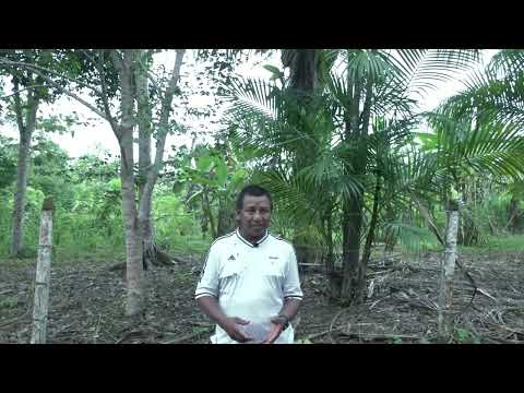 Los saberes chamánicos y las cosmovisiones Desanas