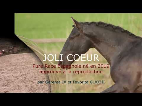 Stallion PRE Pure Spanish Bred For sale 2019 Black