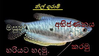 නිල් ගුරාමි මසුන් �