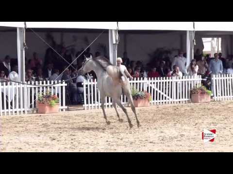 N.96 D AASEF - Menton 2015 - Yearling Colts 1 year old (Class 6B)