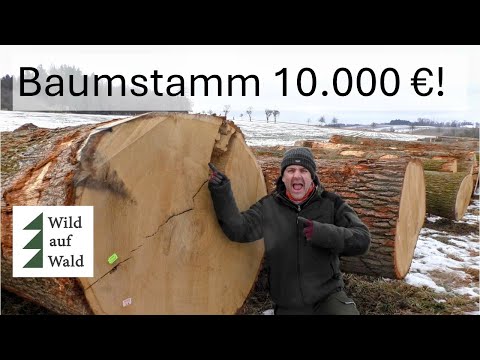 🌲Wie t€uer können eigentlich Eichen noch werden?? Die Laubholzversteigerung 2026 #wildaufwald