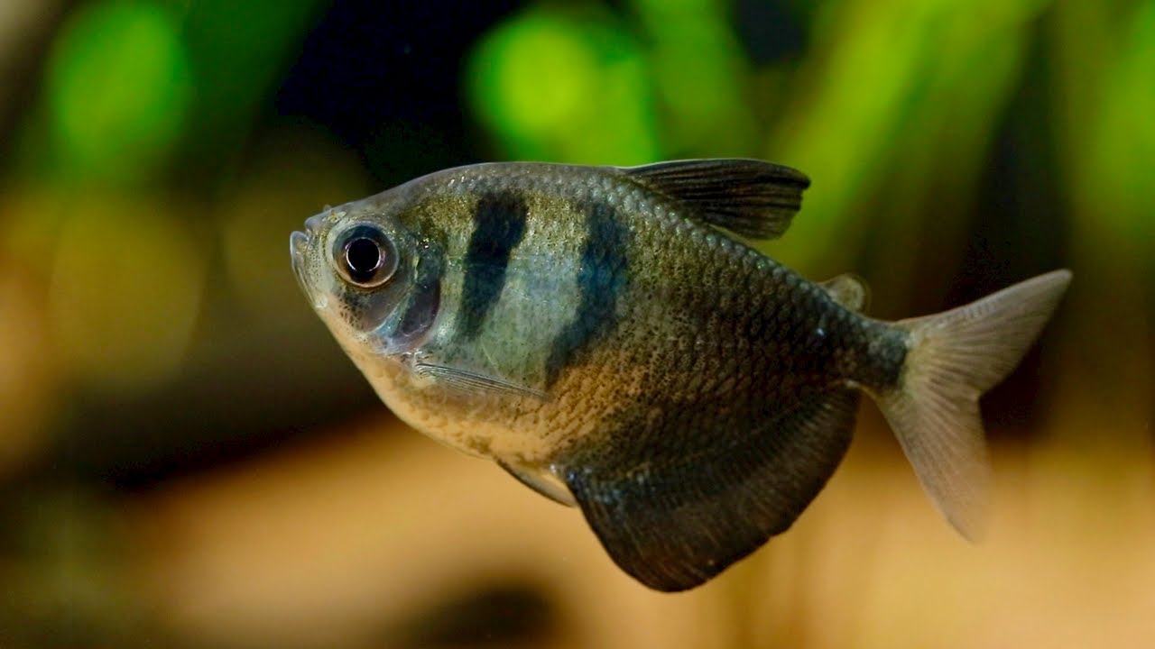 Black Skirt Tetra • Care Guide (Tank Mates & Breeding)
