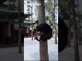 Shaolin young #monk displays amazing a feat of flexibility!