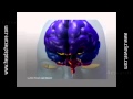 Knowledge Is Freedom: Understanding Migraine ...